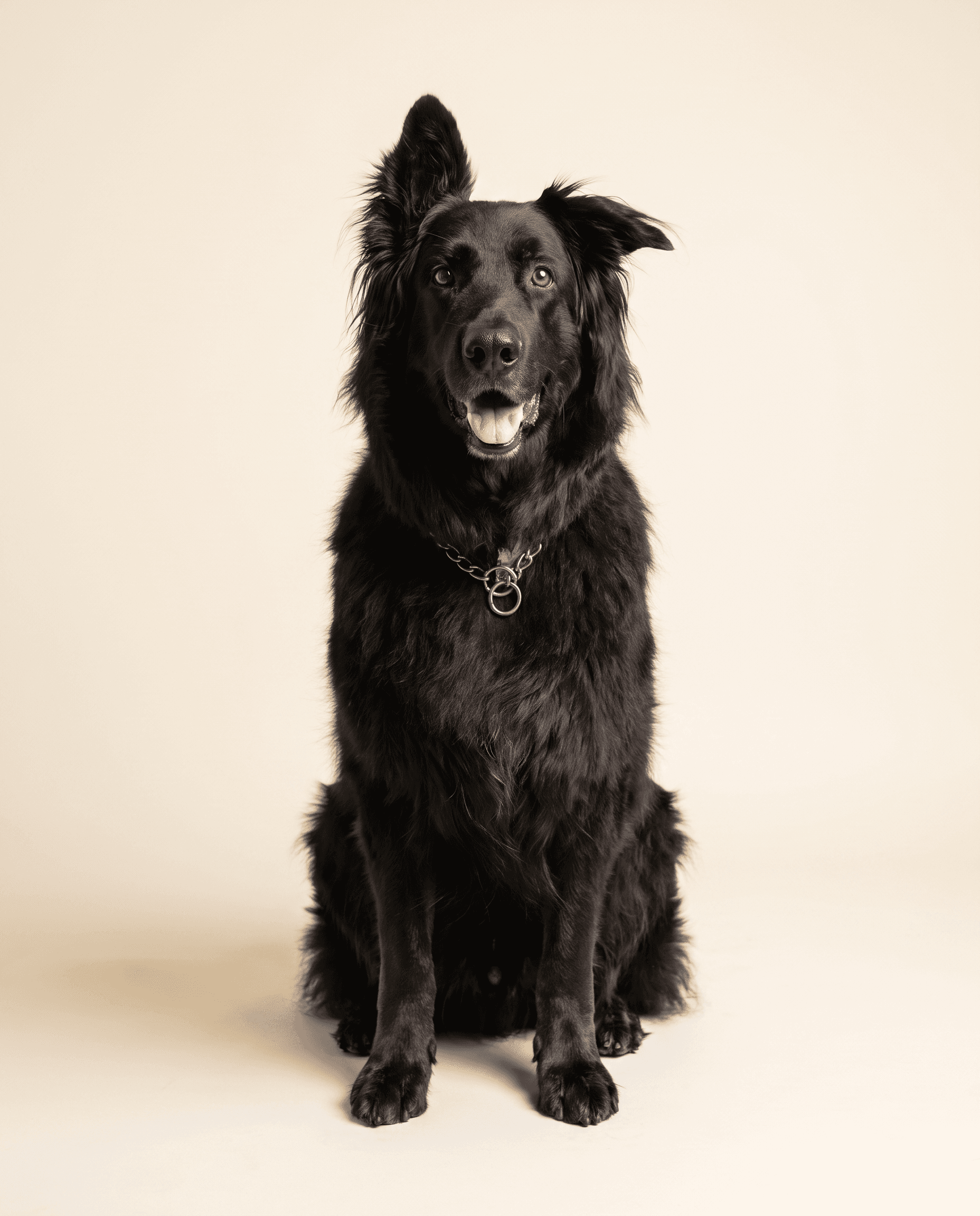 Dexter, a black long-haired dog with one upright ear and one floppy ear, sitting against a warm studio backdrop